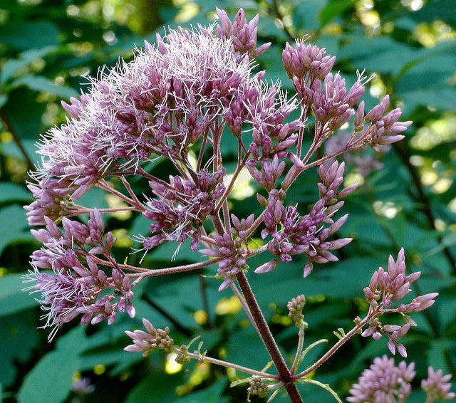 Eupatorium fistulosum