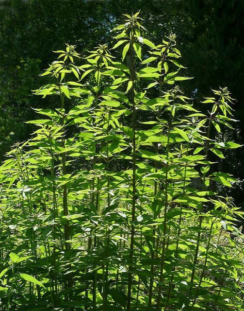Eupatorium fistulosum