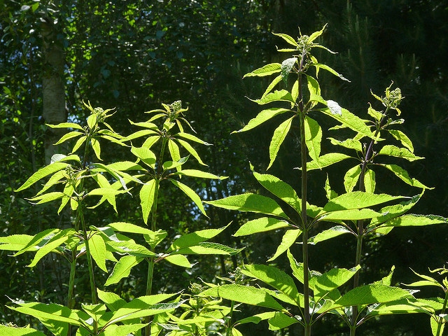 Eupatorium fistulosum (Eutrochium fistulosum)