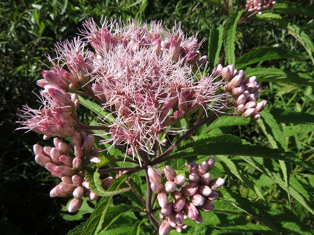 Eutrochium maculatum