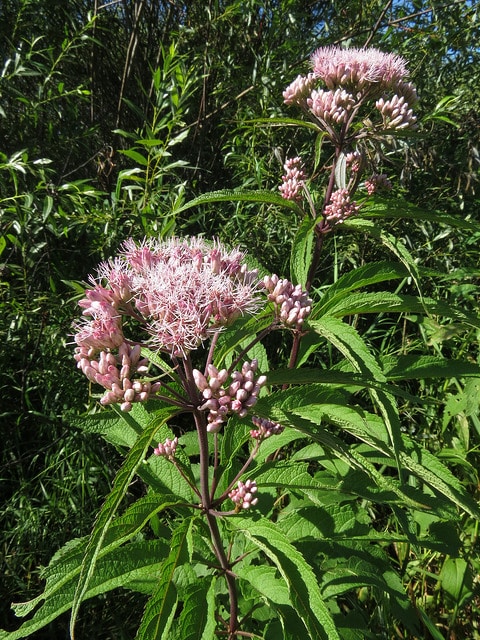 Eutrochium maculatum