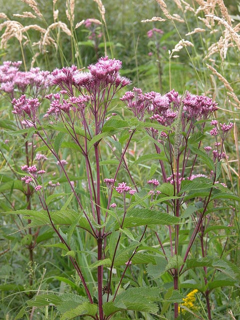 Eutrochium maculatum