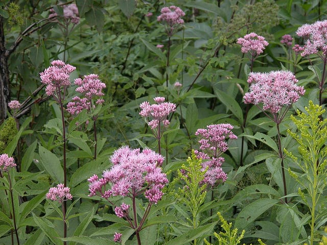 Eutrochium maculatum