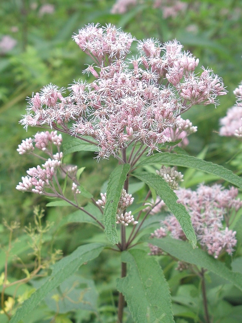 Eutrochium maculatum