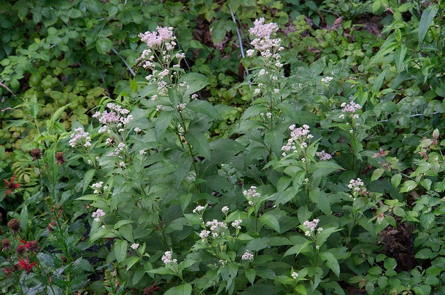 Eutrochium maculatum (Eutrochium maculatum)