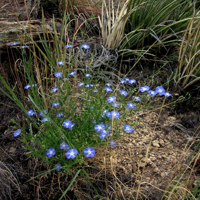 Evolvulus arizonicus (Evolvulus arizonicus)