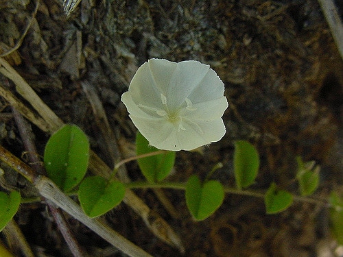 Evolvulus sericeus