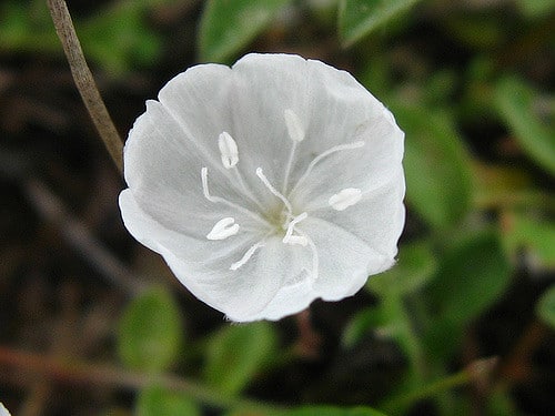 Evolvulus sericeus