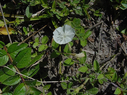 Evolvulus sericeus
