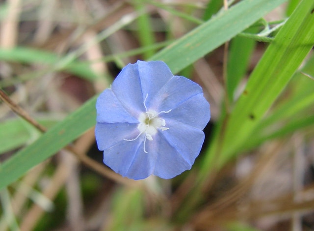 Evolvulus sericeus (Evolvulus sericeus)