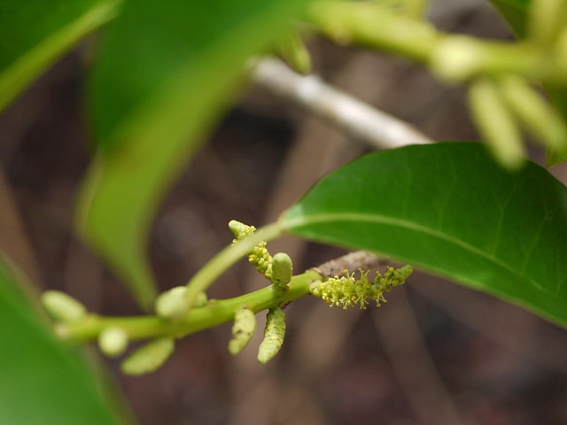 Excoecaria agallocha