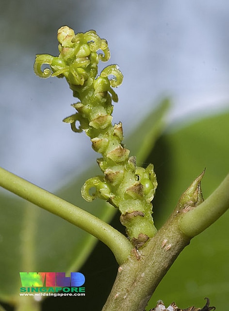Excoecaria agallocha