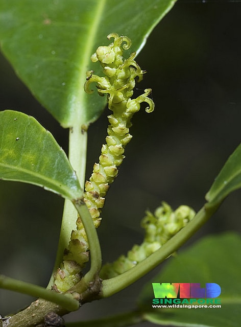 Excoecaria agallocha