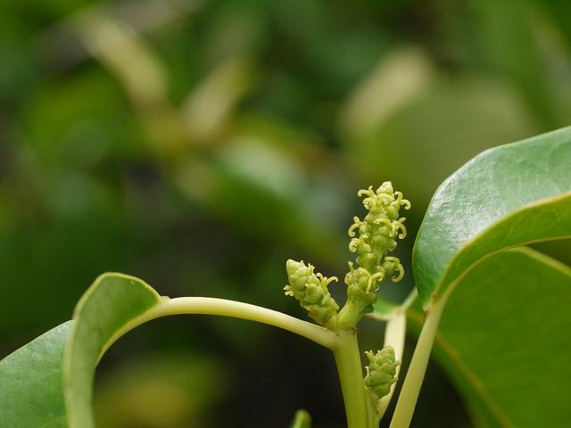 Excoecaria cochinchinensis