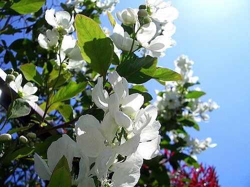 Exochorda racemosa