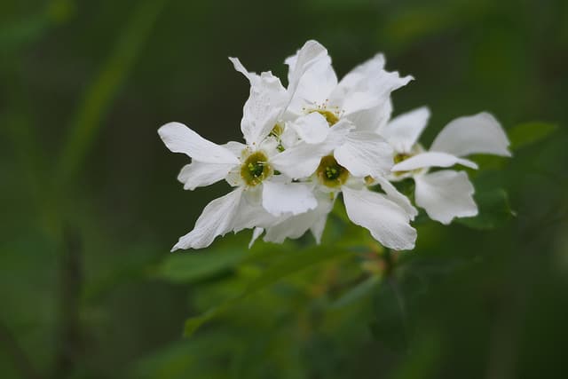 Exochorda racemosa