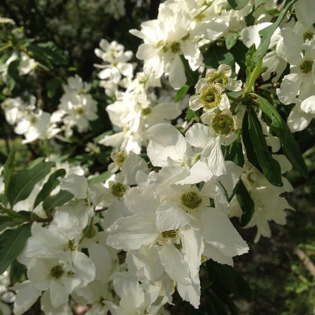 Exochorda racemosa