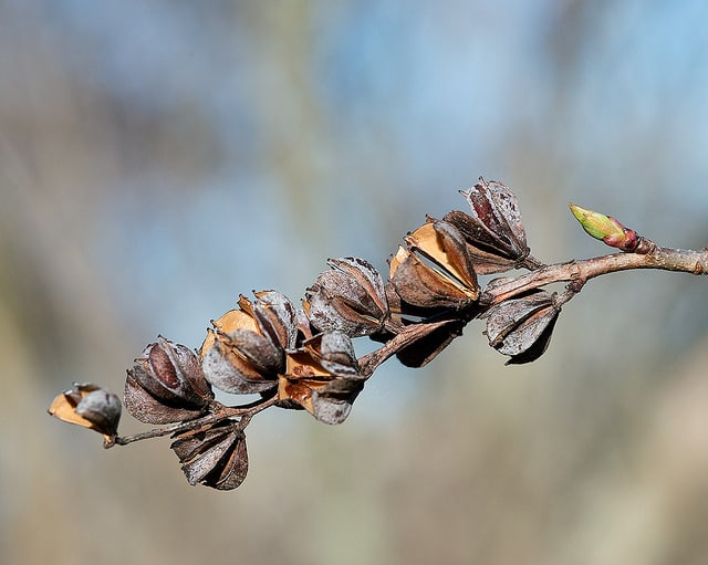Exochorda racemosa