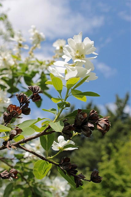 Exochorda racemosa