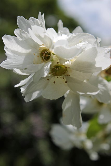 Exochorda racemosa