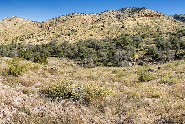 Eysenhardtia orthocarpa