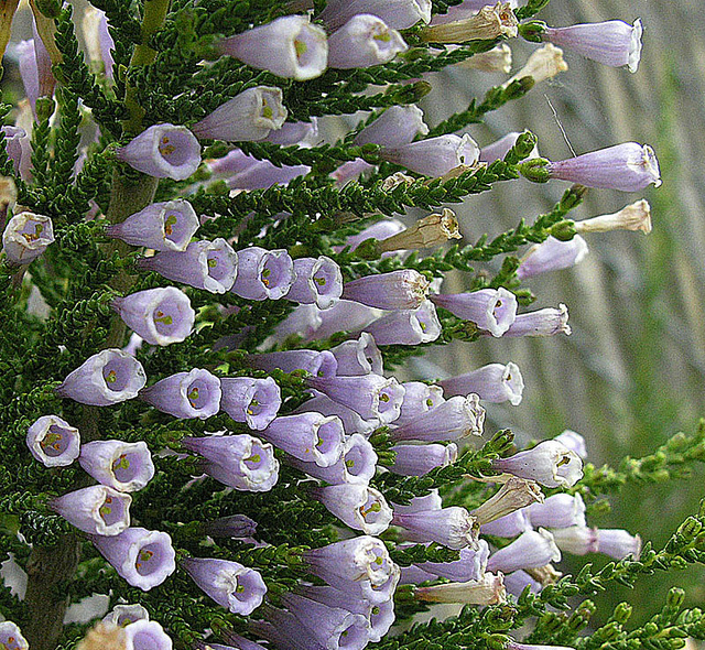 Fabiane imbriquée (Fabiana imbricata)