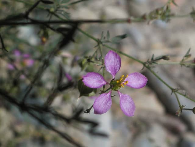 Fagonia laevis