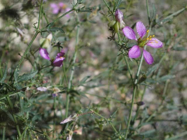 Fagonia laevis