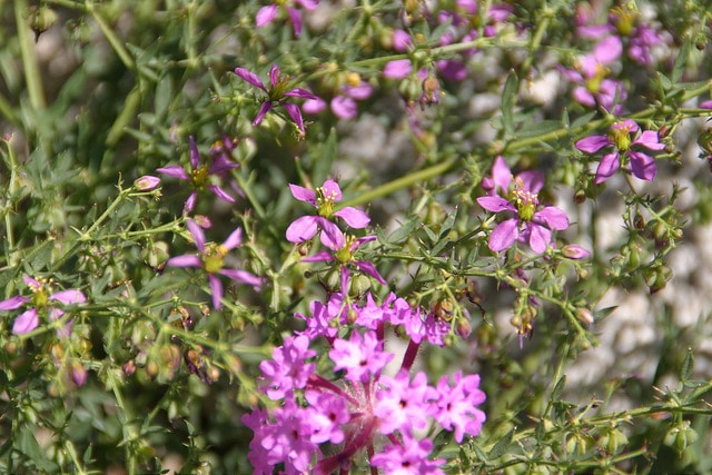 Fagonia laevis
