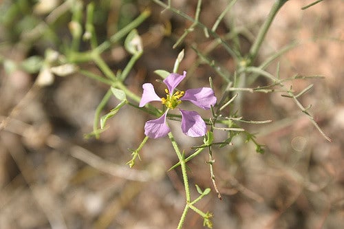 Fagonia pachyacantha