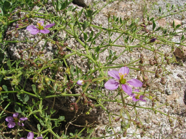 Fagonia pachyacantha (Fagonia pachyacantha)
