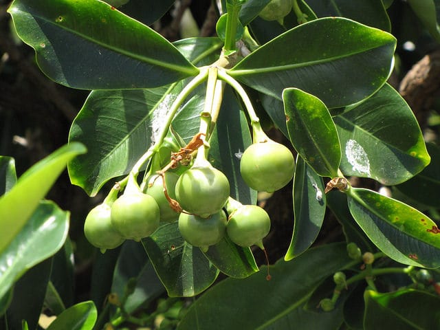 Bois tabou (Fagraea berteroana)