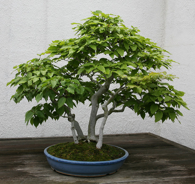 Hêtre du japon