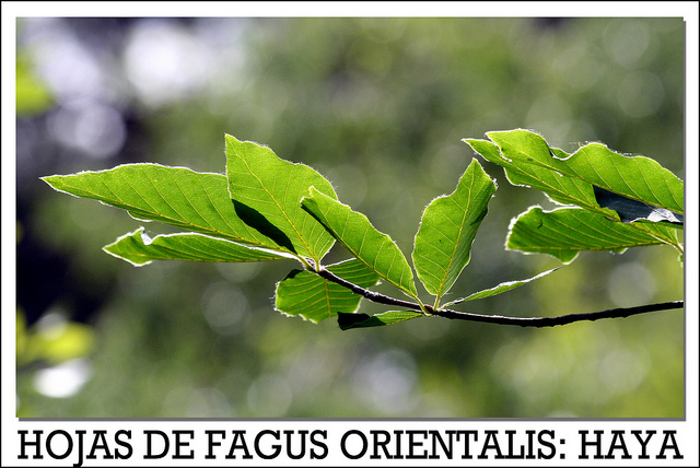 Fagus orientalis (Fagus orientalis)