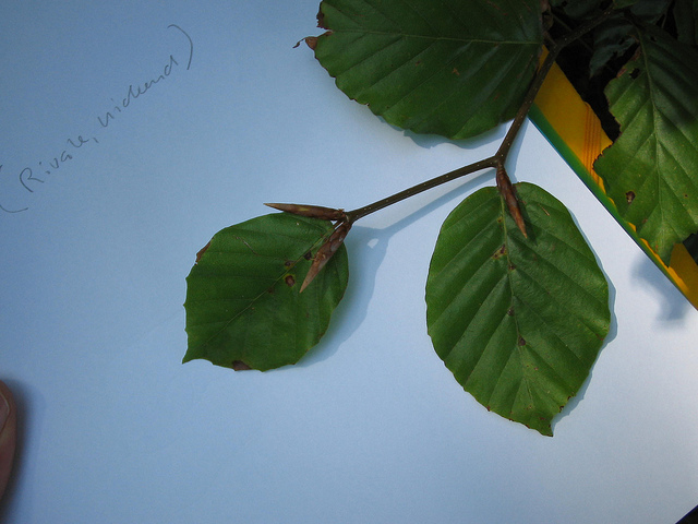 Hêtre commun (Fagus sylvatica)