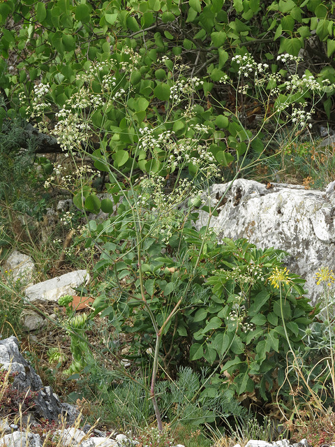 Falcaire (Falcaria vulgaris)