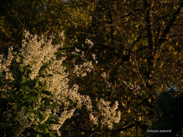 Fallopia aubertii