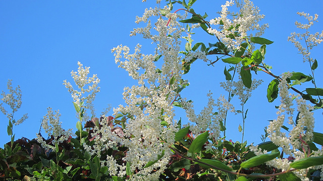 Fallopia aubertii