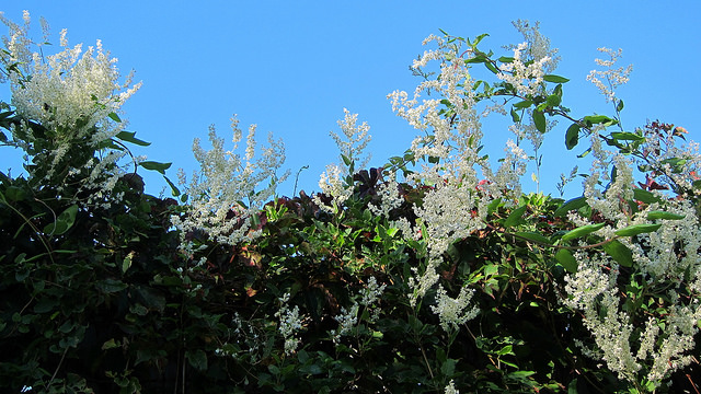 Fallopia aubertii