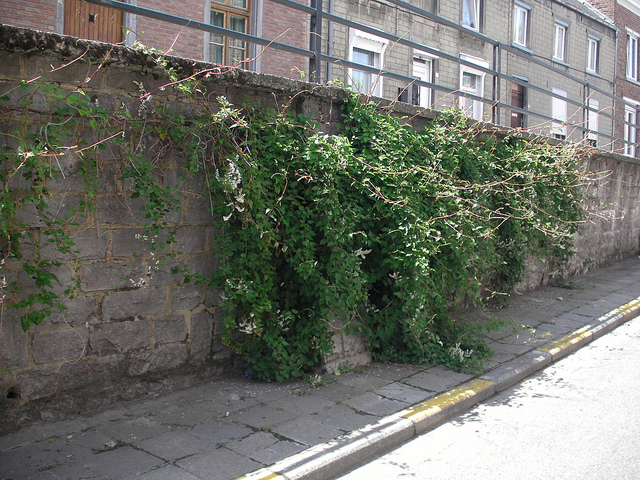 Fallopia aubertii
