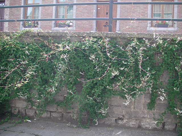 Fallopia aubertii