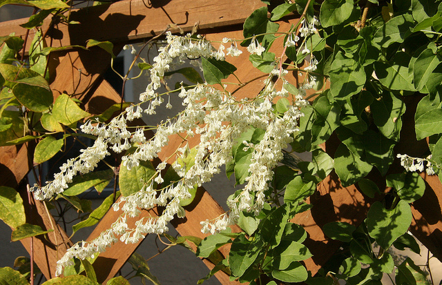 Fallopia baldschuanica