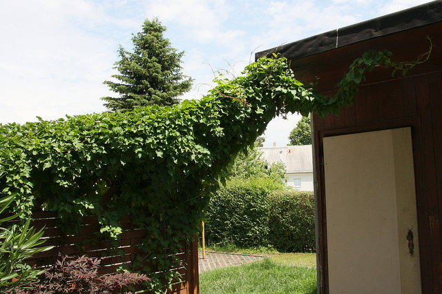 Fallopia baldschuanica