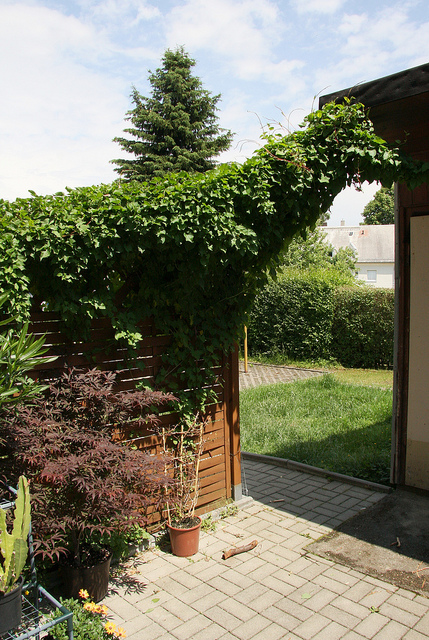 Fallopia baldschuanica