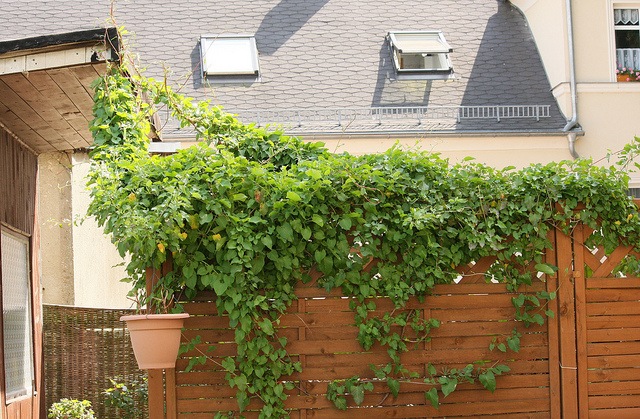 Fallopia baldschuanica