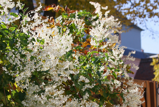 Fallopia baldschuanica
