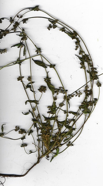 Renouée faux liseron (Fallopia convolvulus)