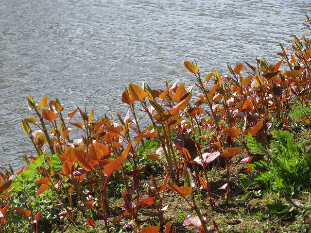 Renouée bambou (Fallopia japonica)