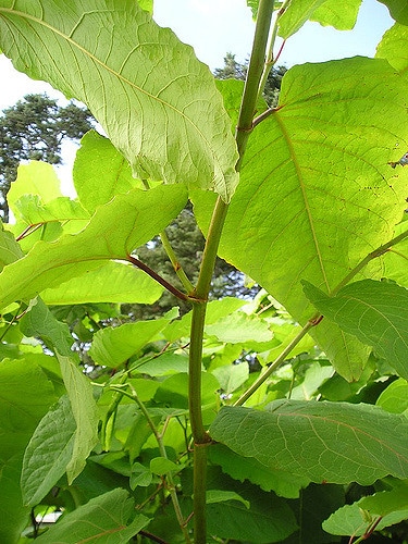 Renouée de sakhaline
