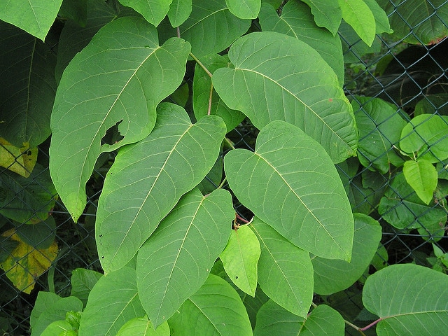 Renouée de sakhaline (Fallopia sachalinensis)